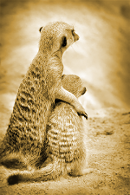 suporting meerkat